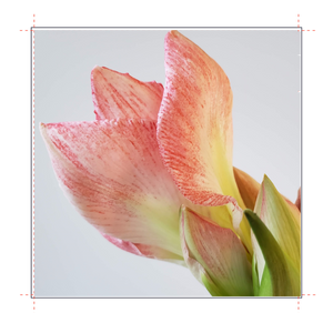 8" x 8" Frame